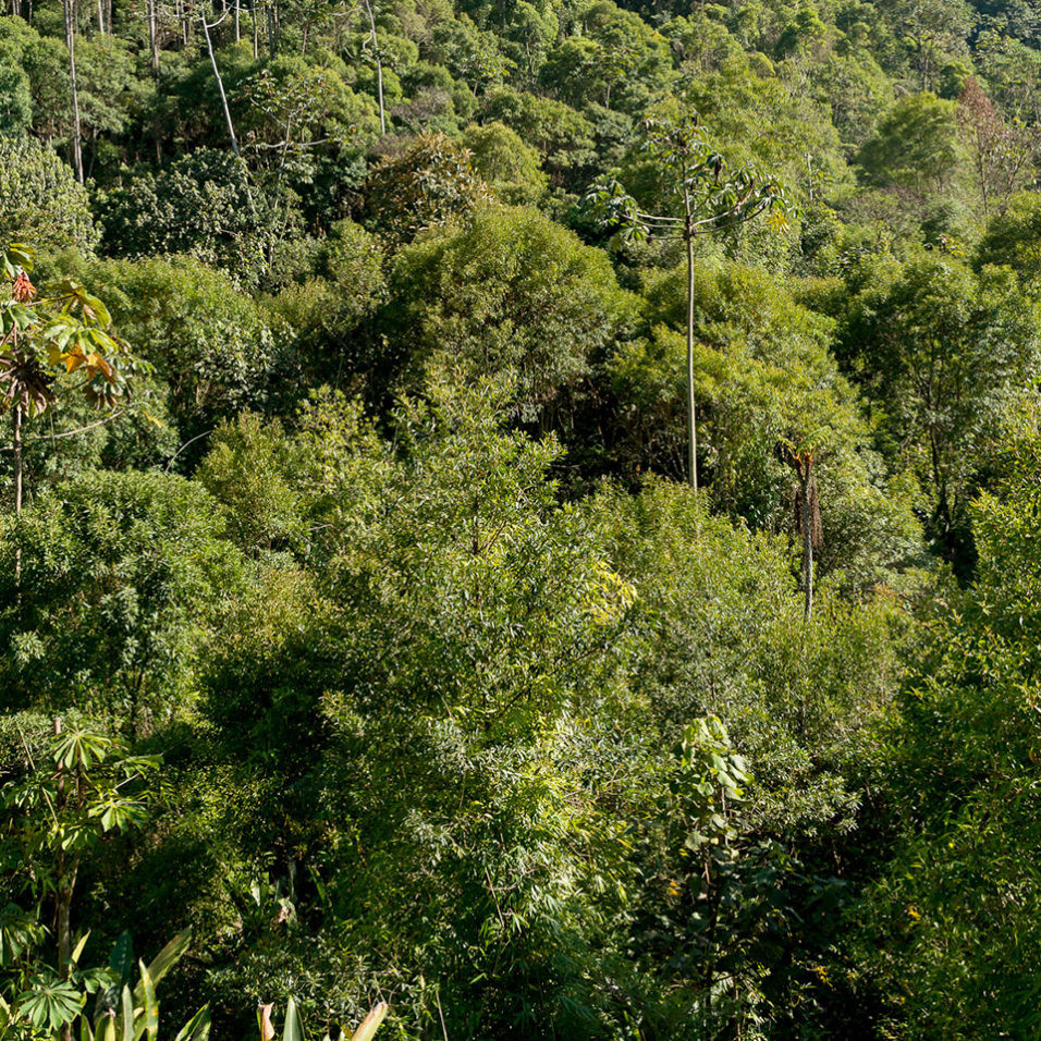 Quais são os TIPOS de VEGETAÇÃO do Brasil? 